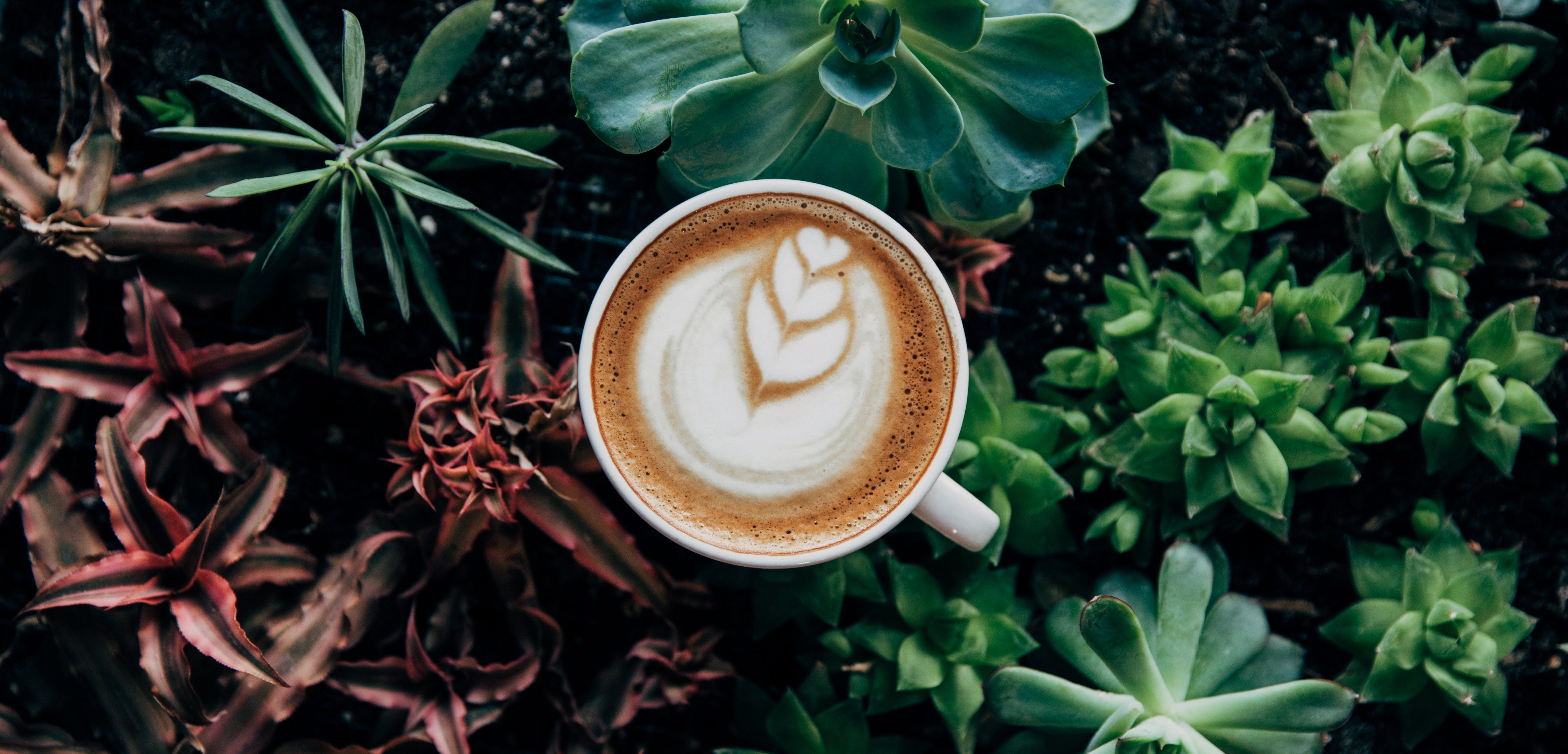 Aplicaci&oacute;n del analizador l&aacute;ser del tama&ntilde;o de part&iacute;culas en el caf&eacute; con sabor